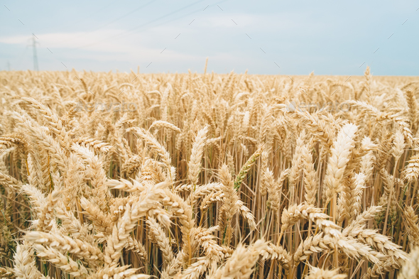 Detail Wheat Background Image Nomer 58