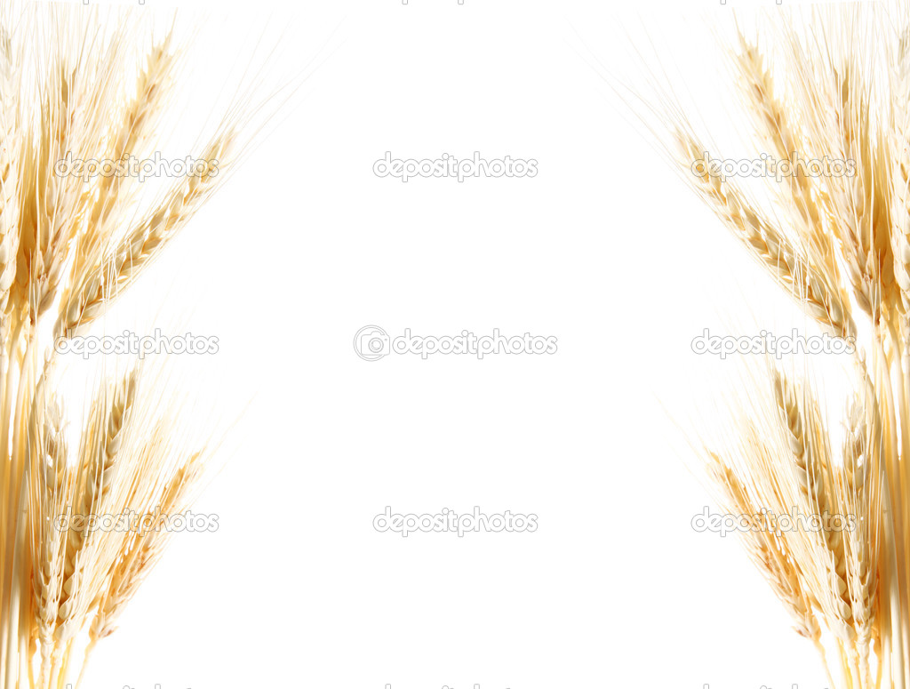 Detail Wheat Background Image Nomer 9