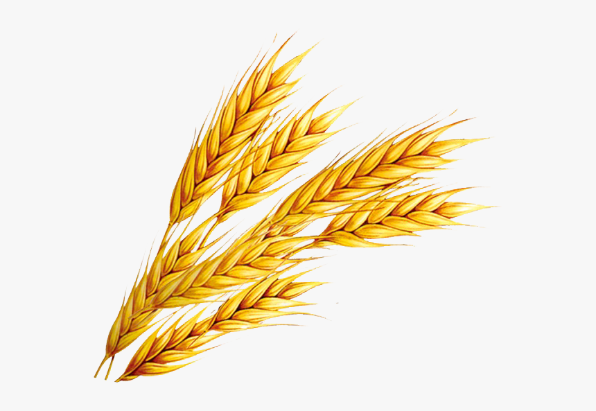 Detail Wheat Clipart Nomer 4