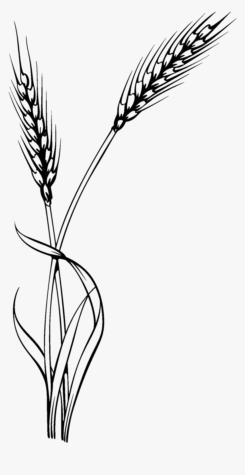 Detail Wheat Clipart Nomer 31