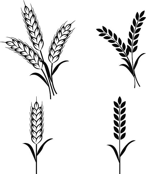 Detail Wheat Clipart Nomer 41