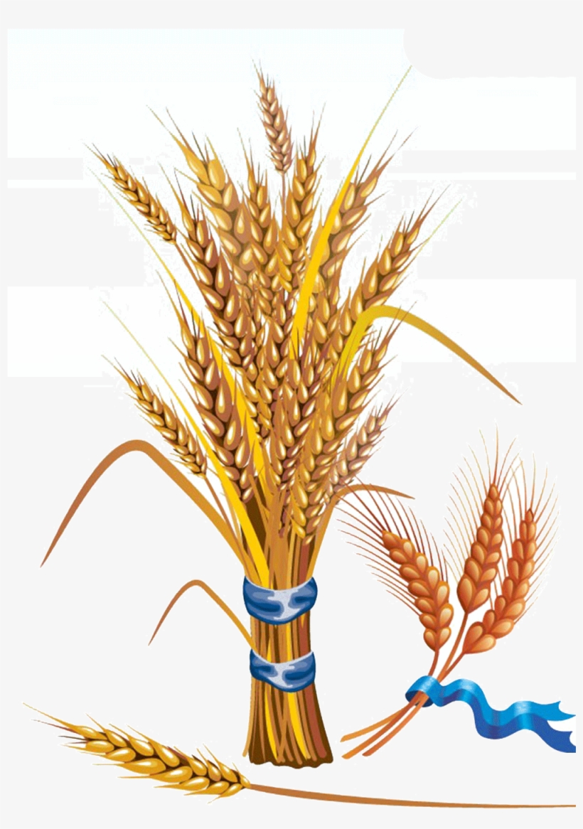 Detail Wheat Clipart Nomer 45