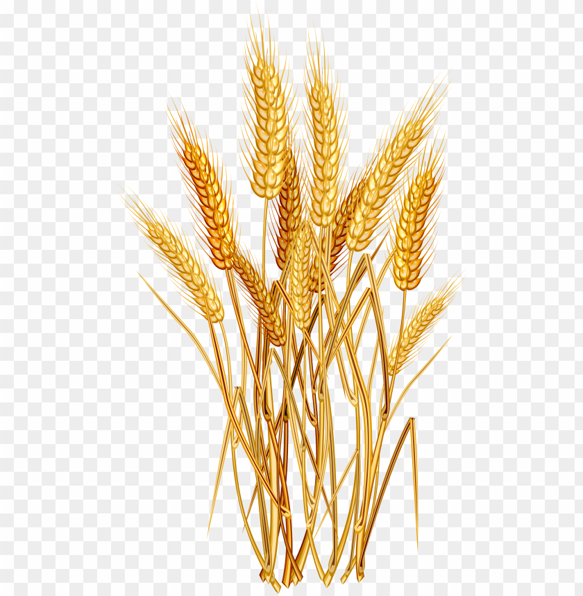 Detail Wheat Clipart Nomer 53