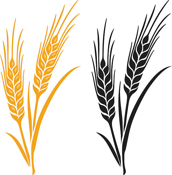 Detail Wheat Clipart Nomer 9