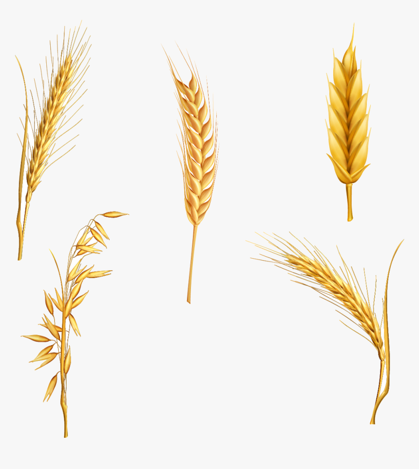 Detail Wheat Clipart Free Nomer 13