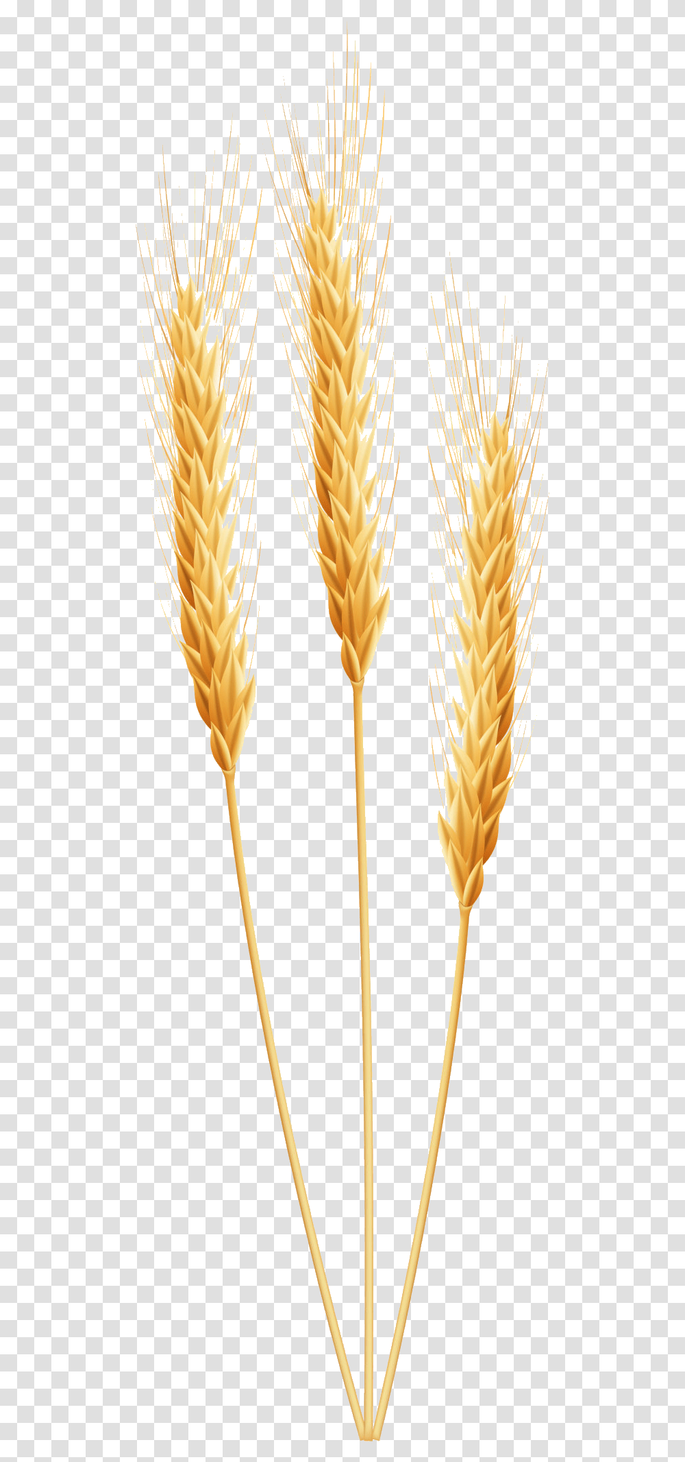 Detail Wheat Clipart Free Nomer 19