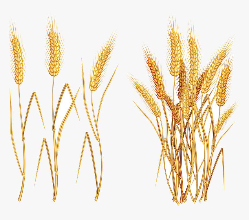 Detail Wheat Clipart Free Nomer 23