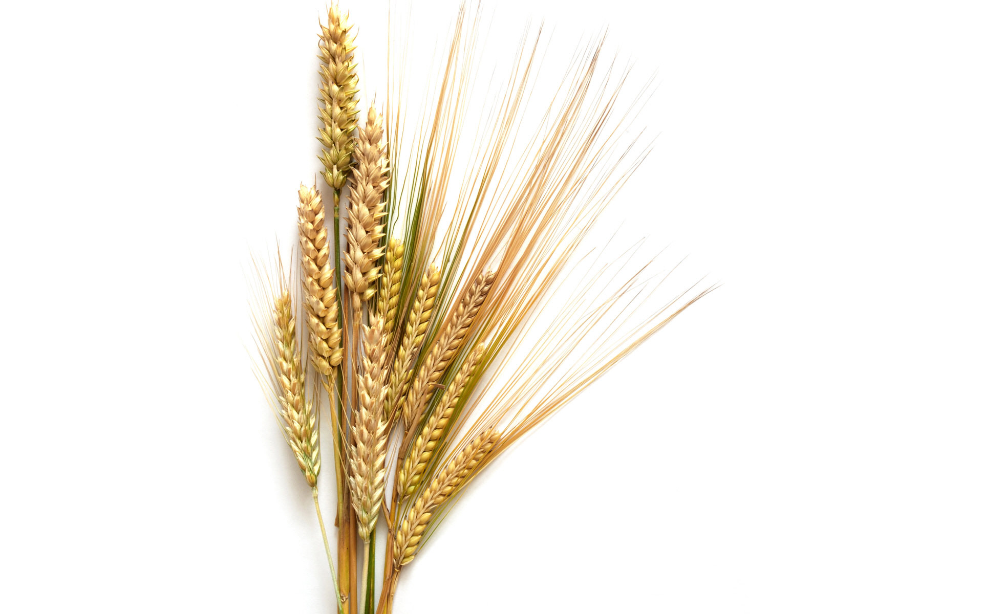 Detail Wheat Clipart Free Nomer 31