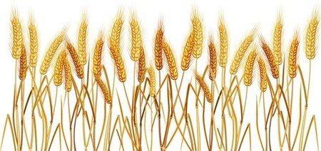 Detail Wheat Clipart Free Nomer 33