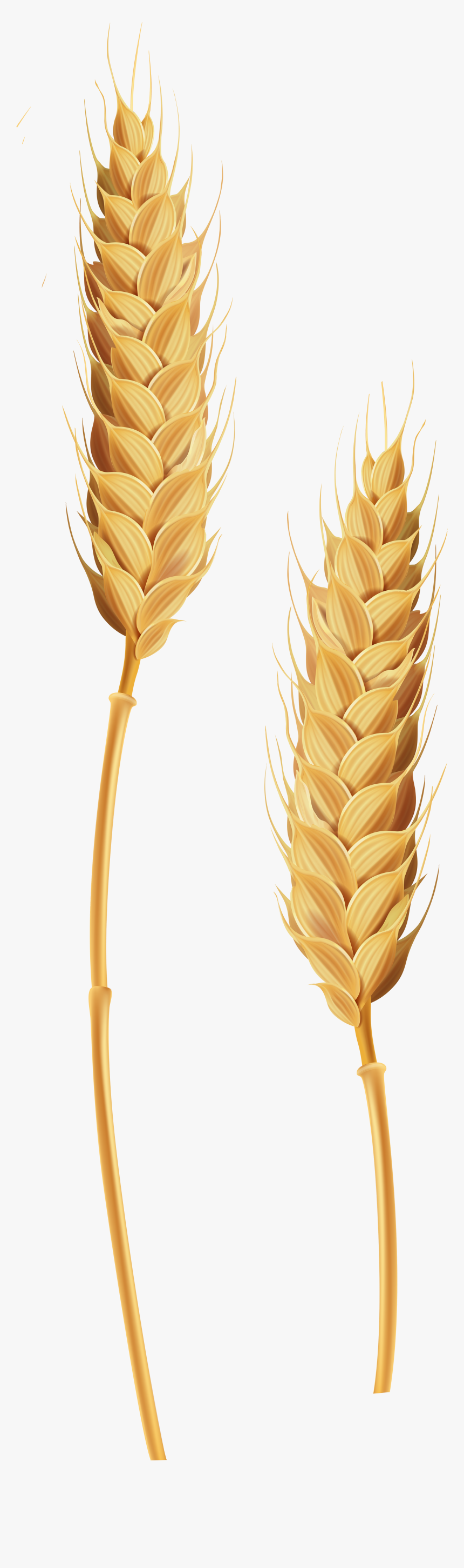 Detail Wheat Clipart Free Nomer 37
