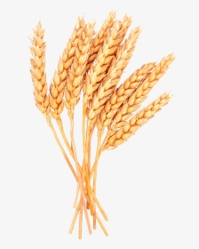 Detail Wheat Clipart Free Nomer 41