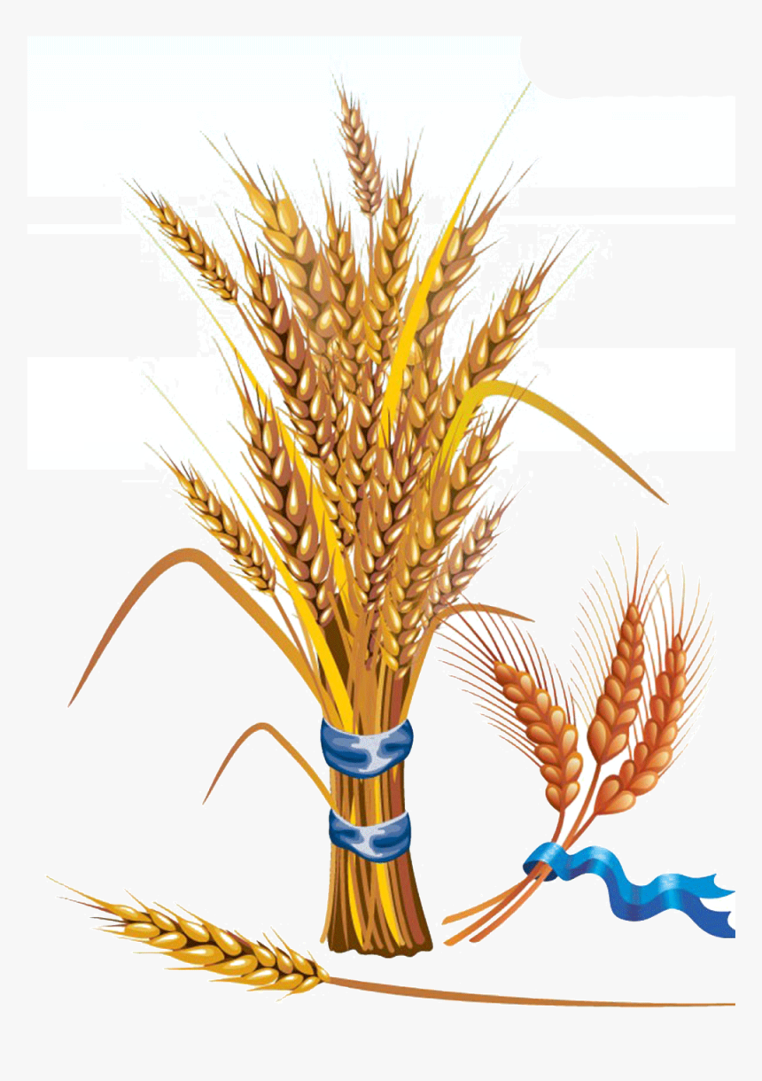 Detail Wheat Clipart Free Nomer 43