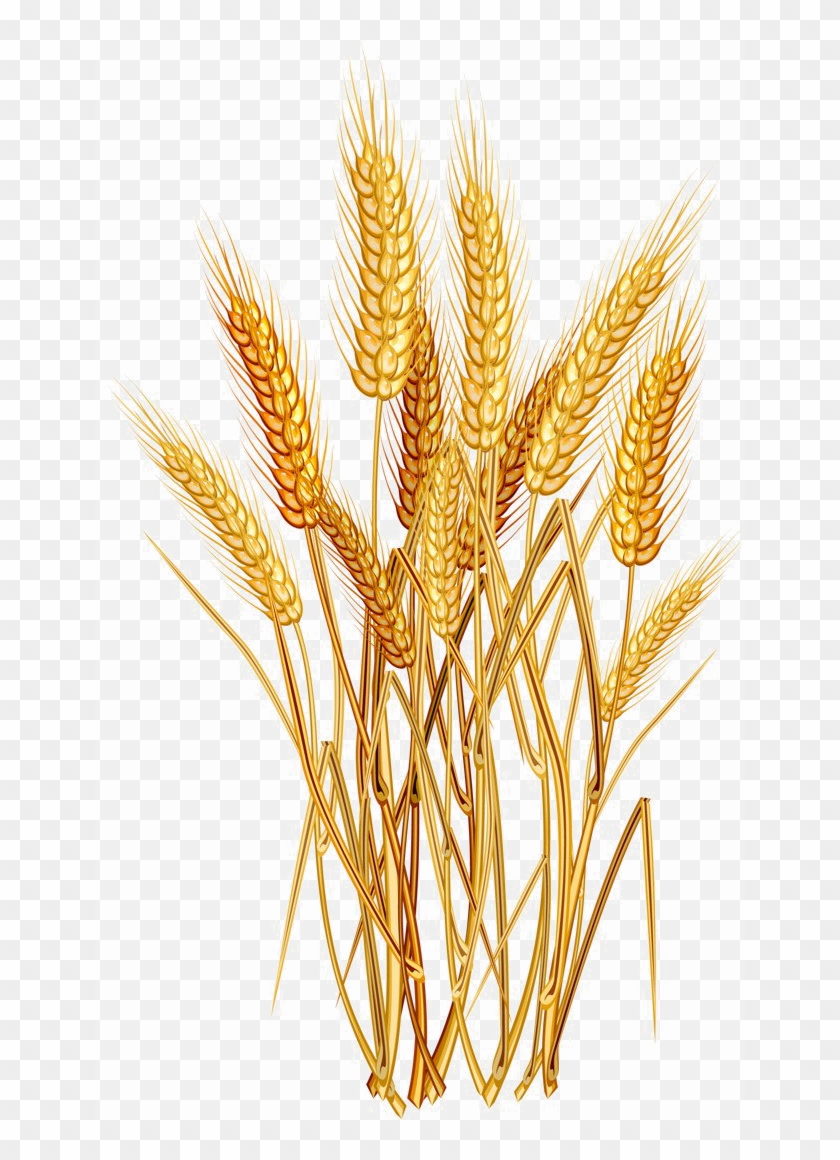 Detail Wheat Clipart Transparent Background Nomer 19