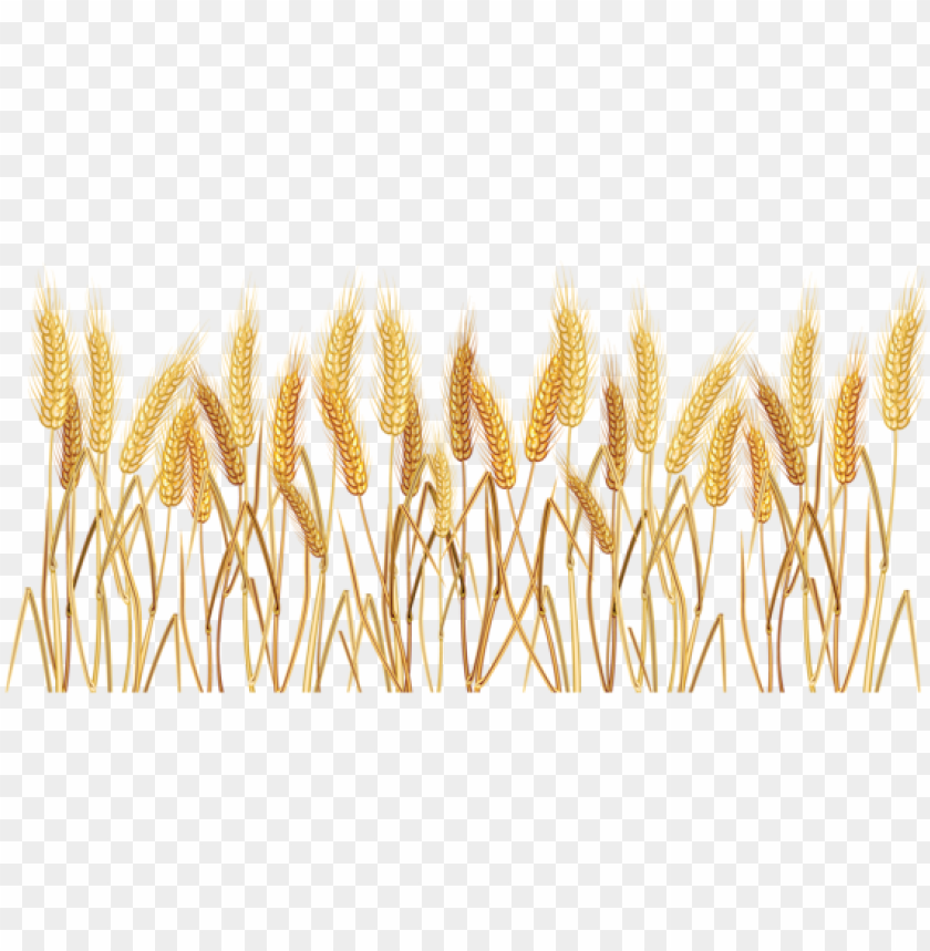 Detail Wheat Clipart Transparent Background Nomer 21