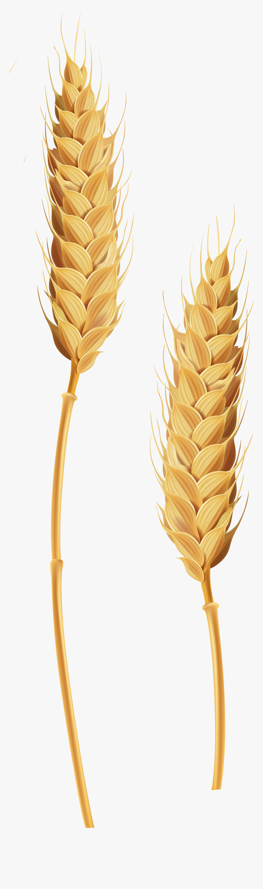 Detail Wheat Clipart Transparent Background Nomer 31