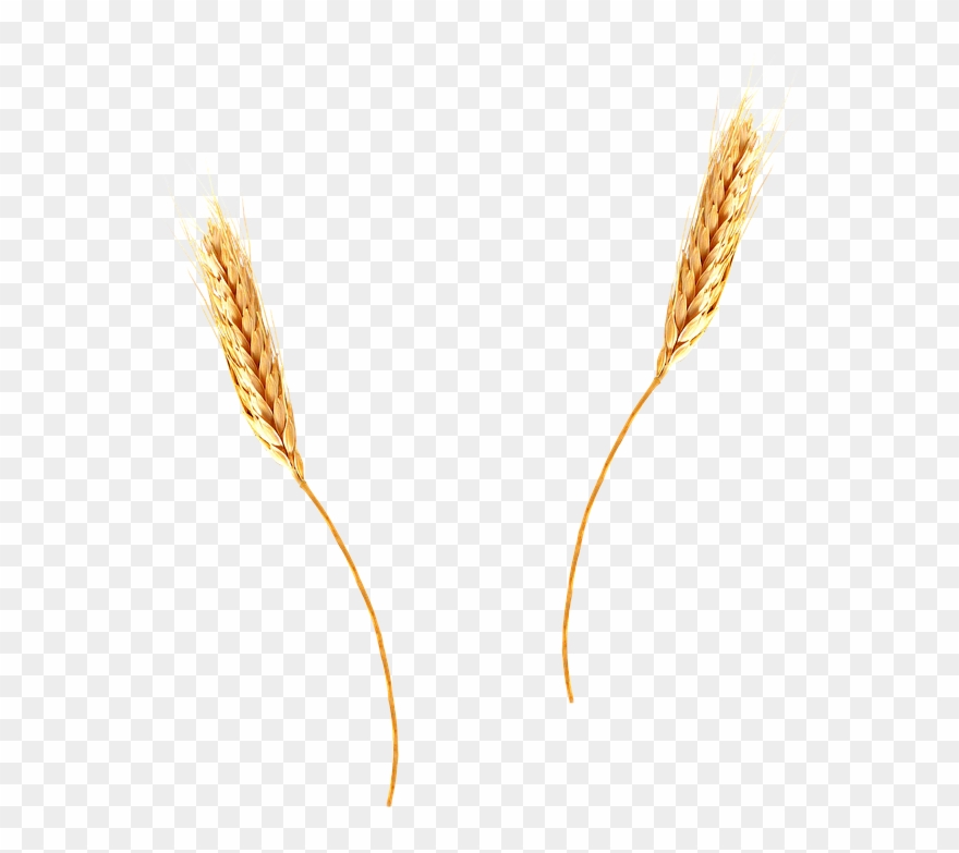 Detail Wheat Clipart Transparent Background Nomer 44