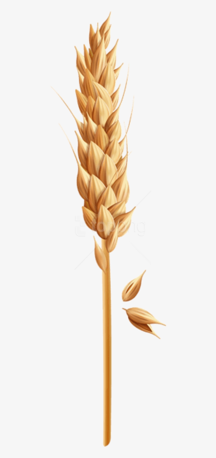 Detail Wheat Clipart Transparent Background Nomer 47