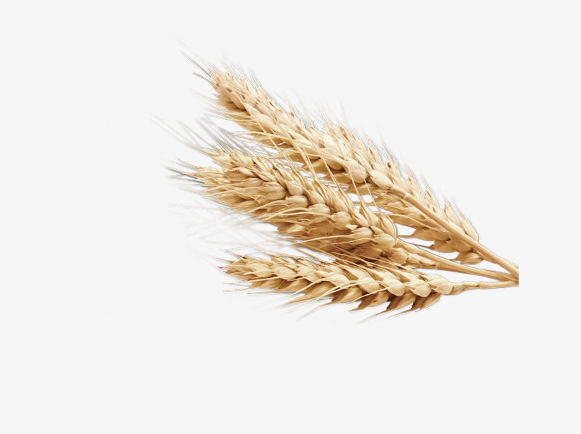 Detail Wheat Clipart Transparent Background Nomer 53