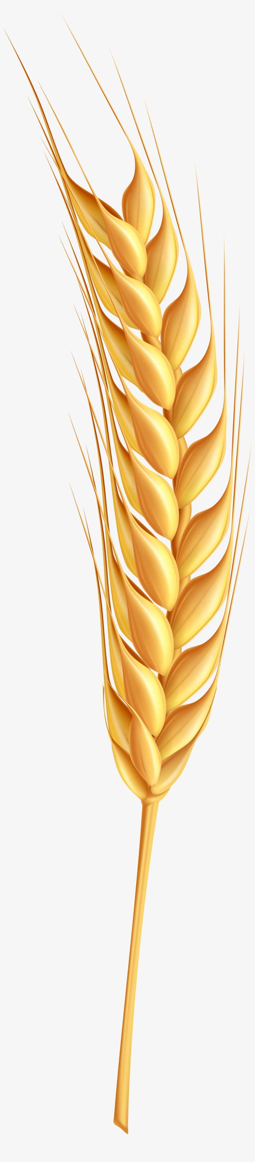 Detail Wheat Clipart Transparent Background Nomer 54