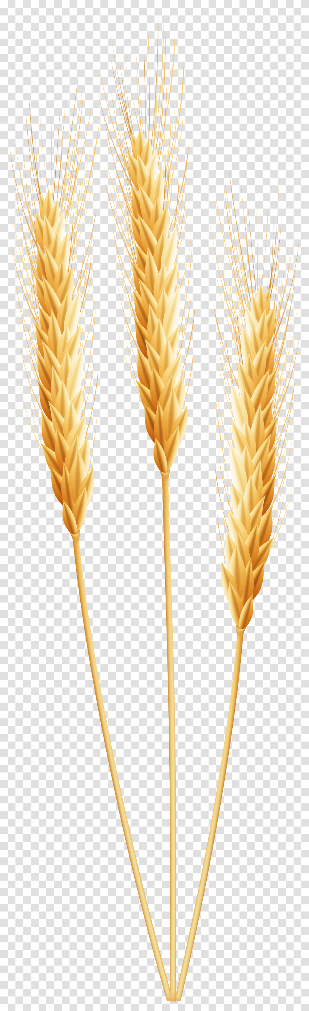 Detail Wheat Clipart Transparent Background Nomer 9