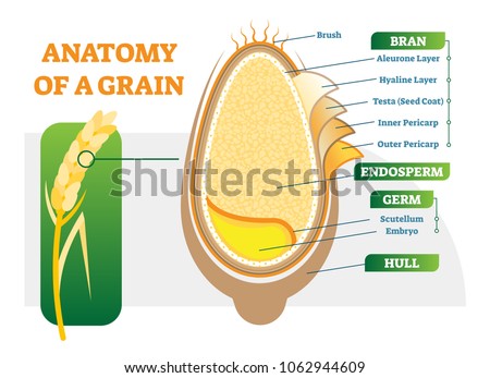 Detail Wheat Crown Vector Png Nomer 48