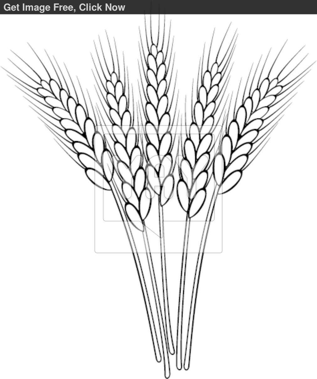 Detail Wheat Drawings Clip Art Nomer 14