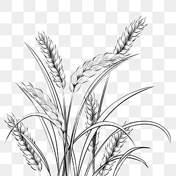 Detail Wheat Drawings Clip Art Nomer 16