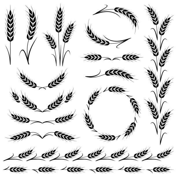 Detail Wheat Drawings Clip Art Nomer 32