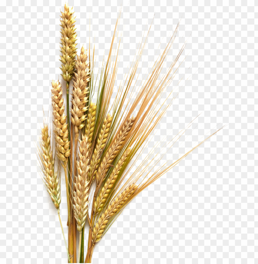 Detail Wheat Drawings Clip Art Nomer 33