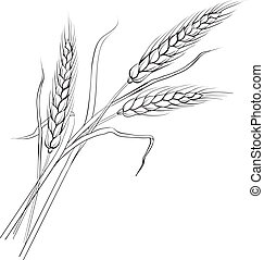 Detail Wheat Drawings Clip Art Nomer 41