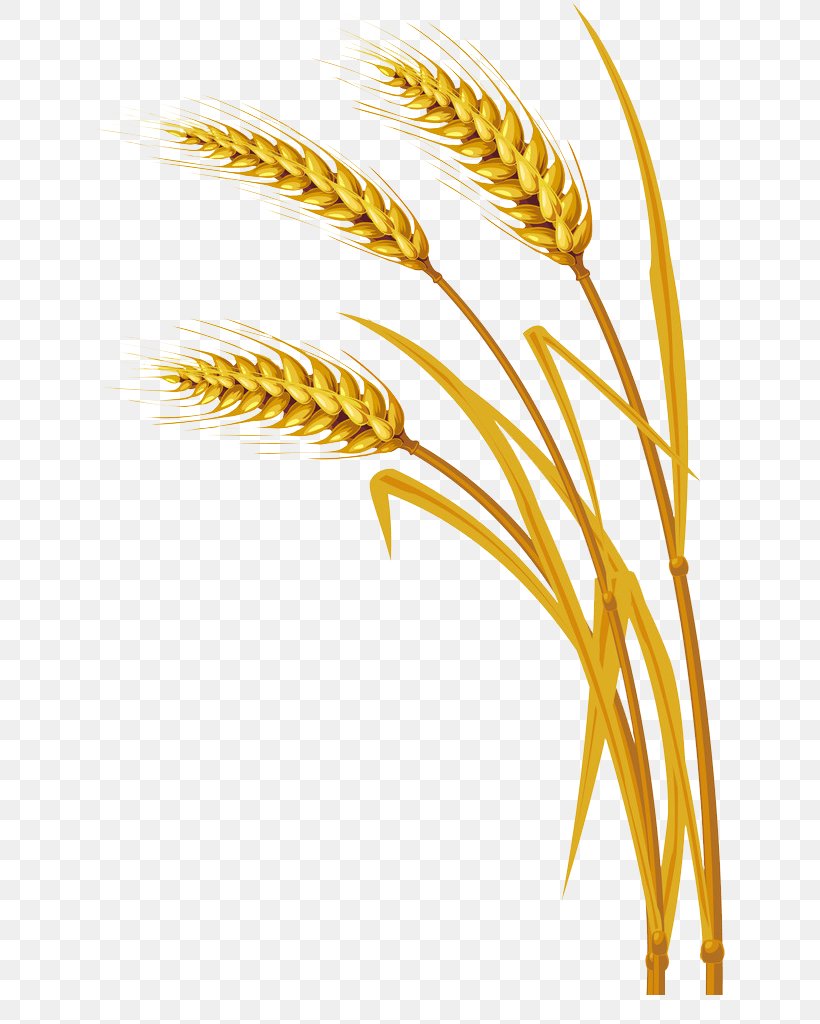 Detail Wheat Drawings Clip Art Nomer 8