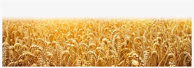 Detail Wheat Field Png Nomer 11