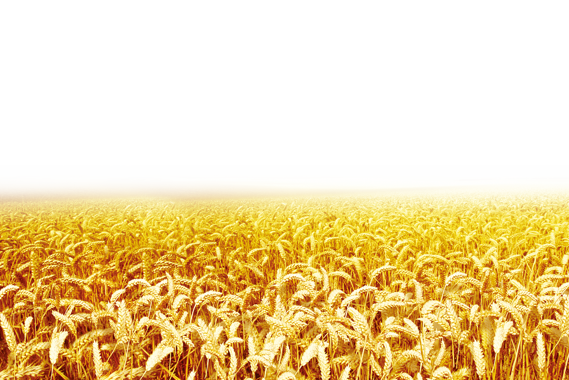 Detail Wheat Field Png Nomer 12