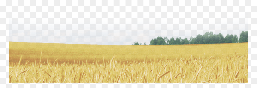 Detail Wheat Field Png Nomer 13