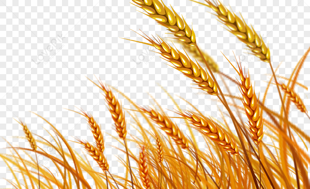 Detail Wheat Field Png Nomer 16