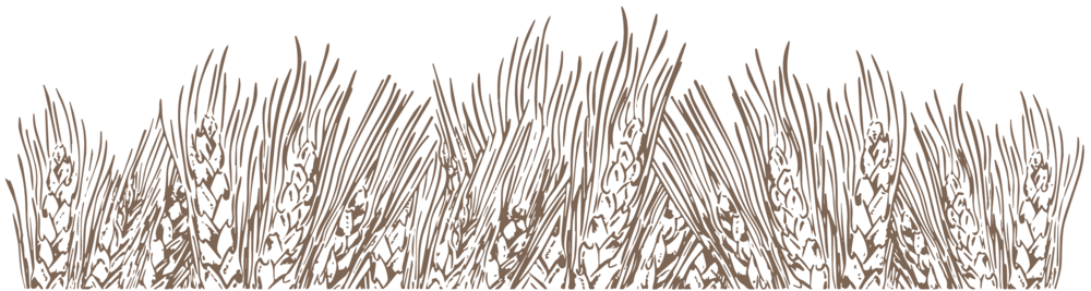Detail Wheat Field Png Nomer 19