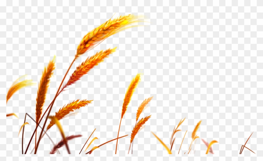 Detail Wheat Field Png Nomer 22