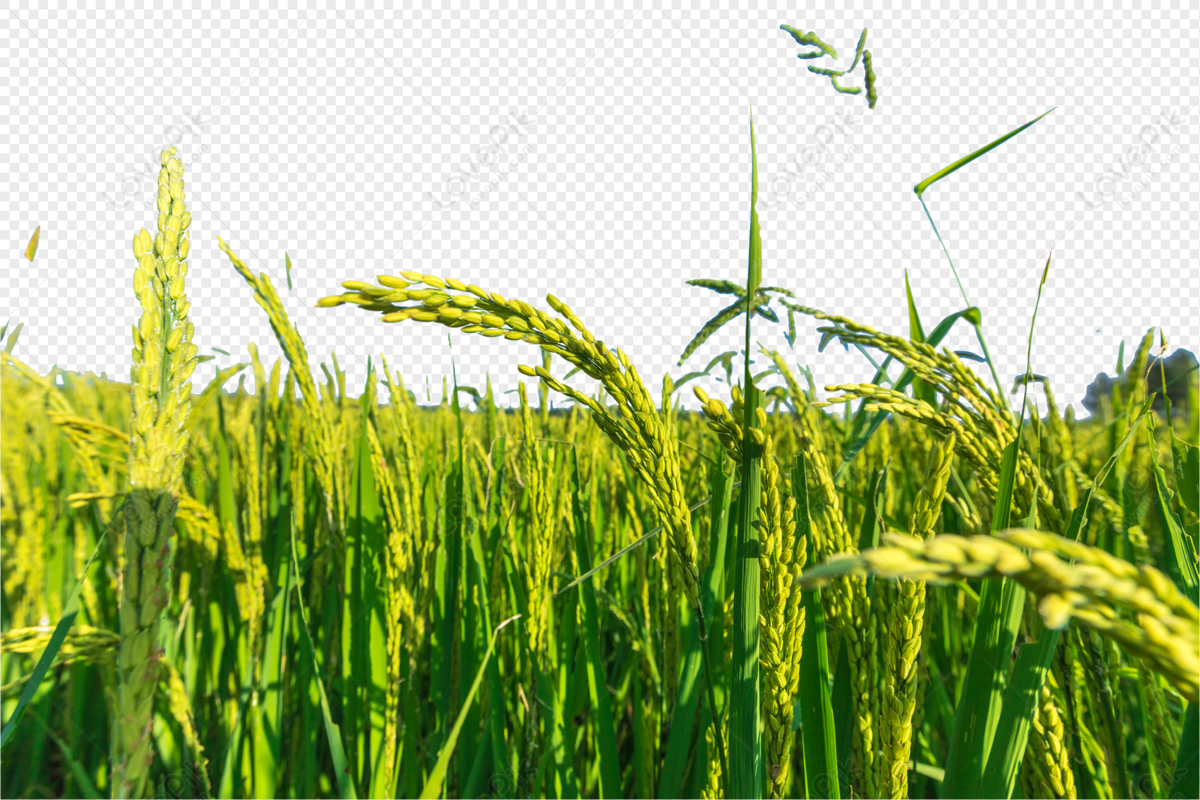 Detail Wheat Field Png Nomer 25