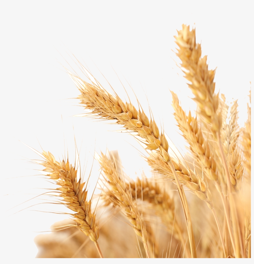 Detail Wheat Field Png Nomer 27