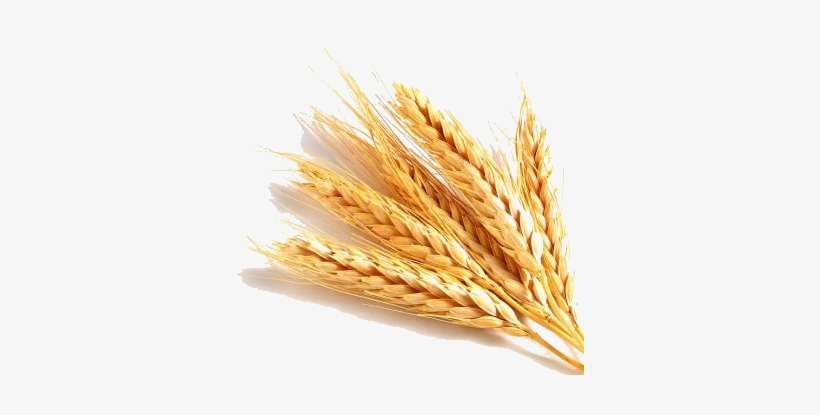 Detail Wheat Field Png Nomer 28