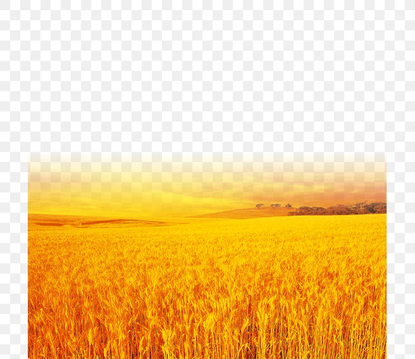 Detail Wheat Field Png Nomer 32