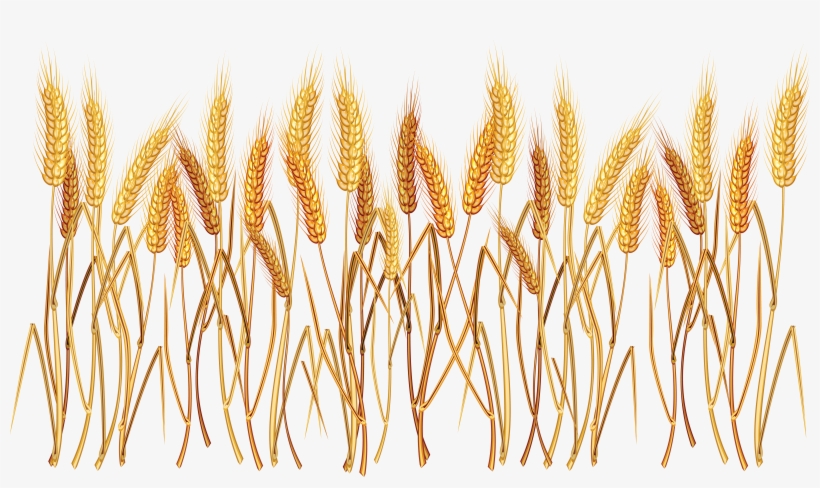 Detail Wheat Field Png Nomer 36