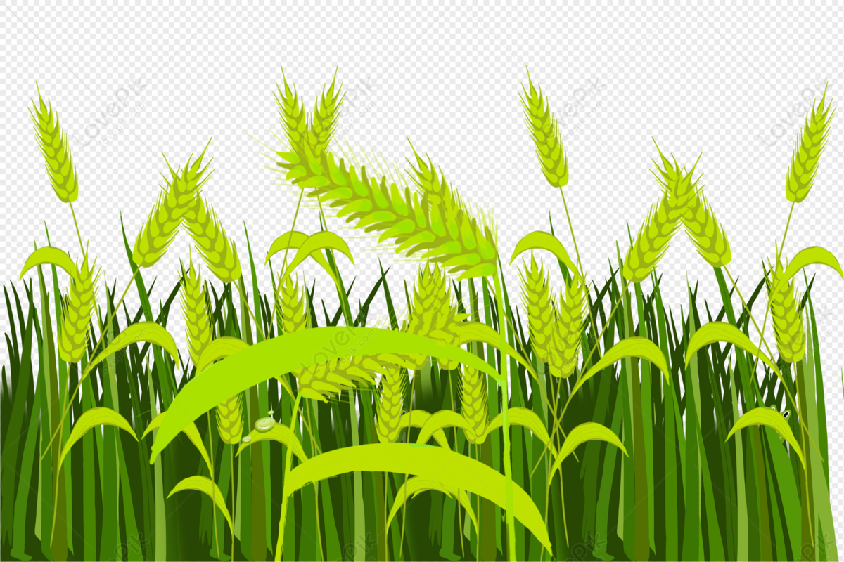 Detail Wheat Field Png Nomer 43