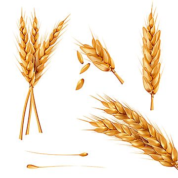 Detail Wheat Field Png Nomer 55