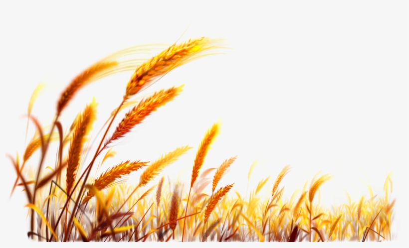 Detail Wheat Field Png Nomer 7