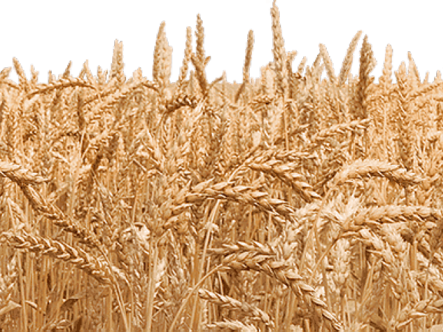 Detail Wheat Field Png Nomer 8
