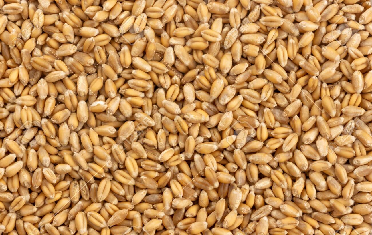 Detail Wheat Grains Images Nomer 2