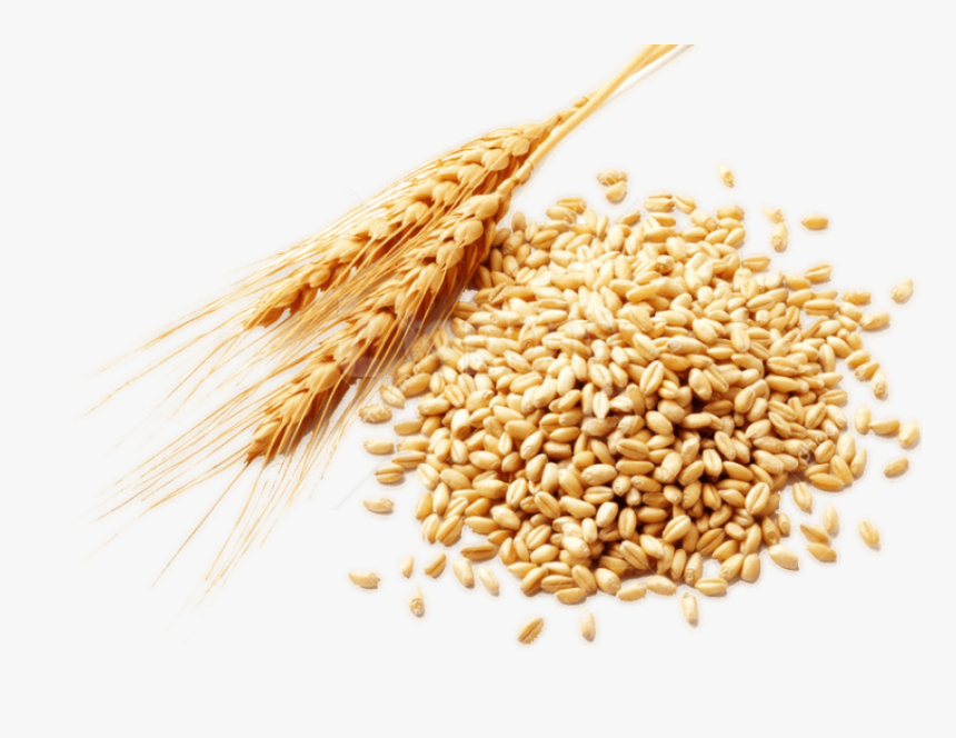 Detail Wheat Grains Images Nomer 21