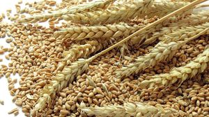 Detail Wheat Grains Images Nomer 25