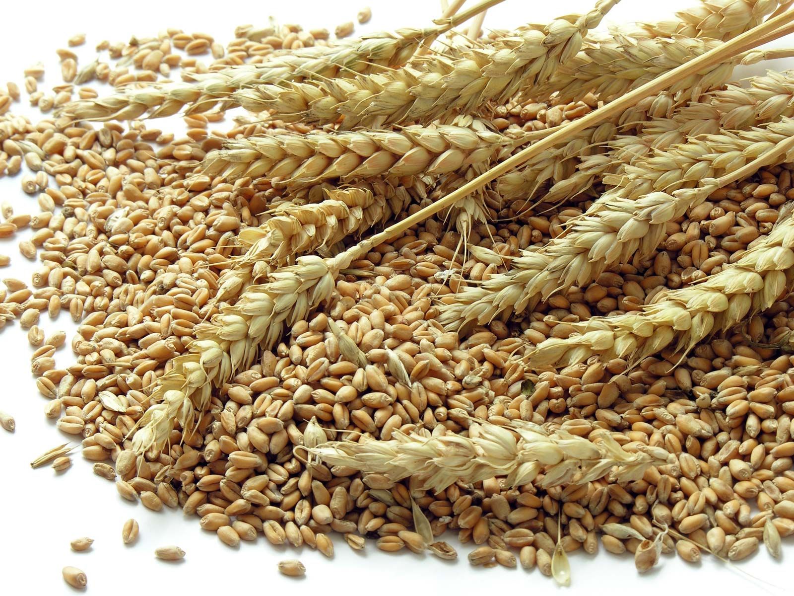 Detail Wheat Grains Images Nomer 4